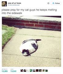 This Melting Cat Funny Animals Cute Funny Animals Funny Animal Pictures