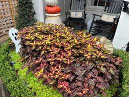 Image result for Coleus