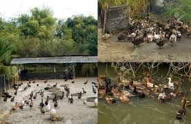 Our vision is to create localized food. Ducks Life In Farm Organic Duck Farm Stock Photo Picture And Royalty Free Image Image 35500516