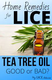 37 Home Remedies For Lice Find Out Which Ones Really Work Tea Tree Oil Lice Remedies Tea Tree