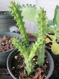 Image result for Huernia aspera