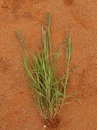 Image result for Schmidtia kalahariensis