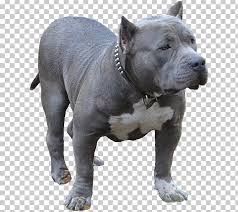 Check spelling or type a new query. American Pit Bull Terrier American Bully Dog Breed Toy Bulldog Png Clipart American Bully American Pit