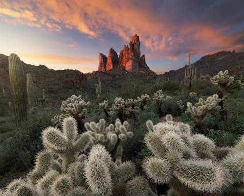 These little cholla cactuses make for great images but damn they can suck to be around. Who's had to dig them out of their skin?