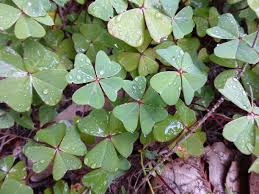 Image result for Oxalis tetraphylla