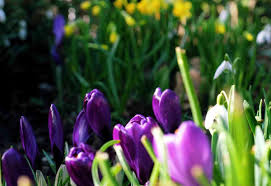 I n february 1876, a group of german businessmen organized the galveston garten verein (garden club) as a social club for family and friends. Willich Tonisvorst Was Kann Ende Februar Im Garten Getan Werden