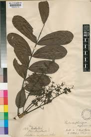 Image result for Entandrophragma delevoyi