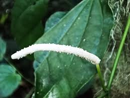 Image result for Peperomia fernandopoiana