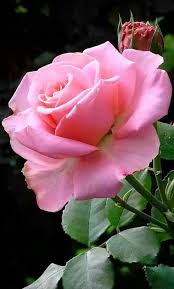 Wallpaper By Artist Unknown Hybridtearoses Hybrid Tea Roses Rose Flower Beautiful Pink Flowers