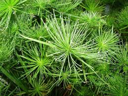 Image result for Cyperus prolifer