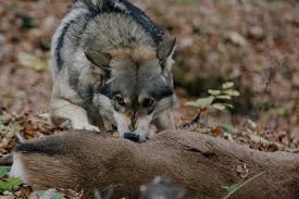 The official athletics website for the western oregon university wolves Michigan Hunters Say Wolves Lowering Deer Numbers In U P Experts Say No Bridge Michigan