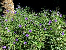 Image result for Ruellia praetermissa