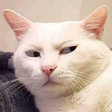 Cute Cats Pretty Cats Cute A Place For Really Cute Pictures And Videos Animals Animal Cats Cat P Funny Cat Faces Cute Cat Memes Cute Baby Animals
