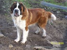 Smooth and fairly short shedding: Short Hair Dry Mouth St Bernard Cheap Online