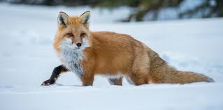 Free for commercial use no attribution required high quality images. Wild Profile Meet The Red Fox Cottage Life