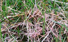 Red Thread Lawn Disease Tablon
