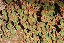 Image result for Euphorbia ophthalmica