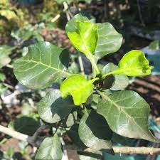 A gardenia bouquet is perhaps one of the most elegant of all and you can grow your own flowers for a wonderful fragrant and elegant bouquet. Gardenia Thunbergia Cjm Tree Growers