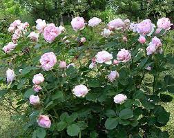 Bouquet di rose bianche e lisianthus. Rose Rosaceae Come Curare Coltivare E Far Fiorire Le Piante Di Rosa