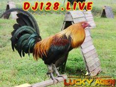 Ayam peru atau yang sering disebut dengan ayam peruvian ini sendiri biasanya sering digunakan dalam acara pertandingan laga sabung ayam pisau, peruvian cockfighting yang biasanya di selenggarakan secara nasional di salah satu negara di amerika latin. 170 Ide Ayam Ayam Ayam Jantan Ayam Thailand