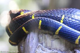 Check spelling or type a new query. Black And Yellow Mangrove Snake Boiga Dendrophila