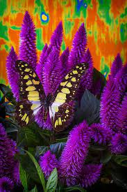 Pin On Bewitching ƹ ӝ ʒ Butterflies