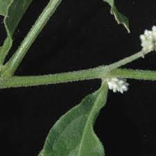 Image result for Aerva leucura