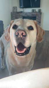 nicolette.watson (@nicolette.watson)