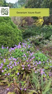 Image result for Indigofera kirkii