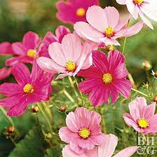 Annual Care Guide Cosmos Plant Annual Flowers Cosmos Flowers