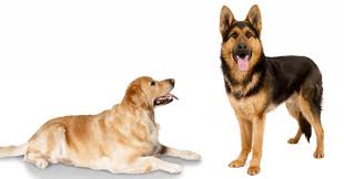 The golden retriever corgi mix puppies will be a combination of these aforementioned features. German Shepherd Golden Retriever Mix A Complete Guide The German Shepherder