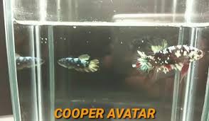 Cupang avatar merupakan salah satu jenis dari cupang plakat. Pria Di Pasar Kemis Tangerang Tukar Cincin Istri Dengan Cupang