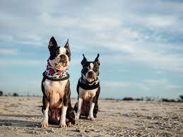 Getting A Second Boston Terrier Isn T A Walk In The Park Here Are 8 Tips To Set You Up For Success Maggielovesorbit Com