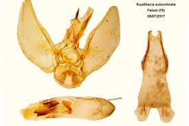 Image result for Eupithecia subumbrata