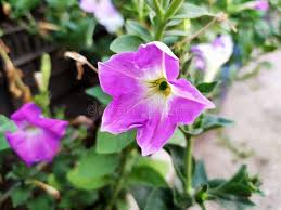 Image result for Petunia axillaris