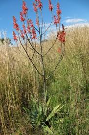 Image result for Aloe komatiensis