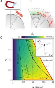 Mechanics reveals the role of peristome geometry in prey capture in  carnivorous pitcher plants (Nepenthes)
