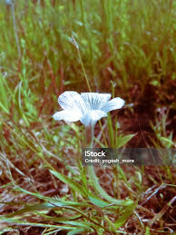 Image result for Rhamphicarpa