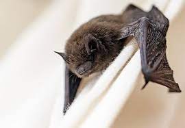 Why use bats for pest control? Top 4 Best Bat Repellents Updated For 2021