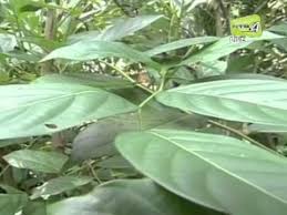 Examples of translating «selom» in context: Daun Selom Dan Sambung Nyawa Youtube