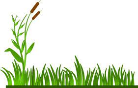 Trava Travnik Zelena Grass Clipart Grass Background Plant Clips