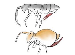 Then spray white vinegar on the walls, floor, and around the drainage to kill and repel them. Jump Go Ahead Jump Little Springtail