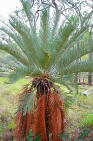 Image result for Cyphia mazoensis