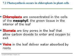 Check spelling or type a new query. Chapter 7 Photosynthesis Using Light To Make Food