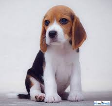 Image result for bígl