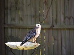 The cornell lab will send you updates about birds, birding, and opportunities to help bird conservation. How To Attract Birds Of Prey Using Birds Of Prey As Pest Control In Gardens