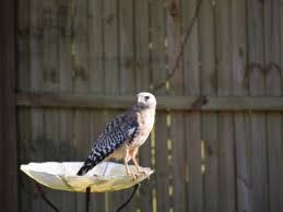 According to guinness world records, in 2005 one was recorded diving at speeds of more than 380 km/h. How To Attract Birds Of Prey Using Birds Of Prey As Pest Control In Gardens
