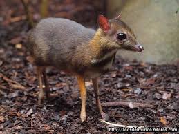 See more ideas about mouse deer, deer, mouse. Java Mouse Deer Mouse Deer Deer Animals