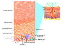 Autologous transgenic epidermal stem cell cultures are used to reconstitute almost the entire epidermis of a patient with severe junctional epidermolysis bullosa. Epidermal Cells And Layers Of The Epidermis Tasmeemme Com