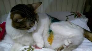 Disi Kedi Kisirlastirma Sonrasi Youtube
